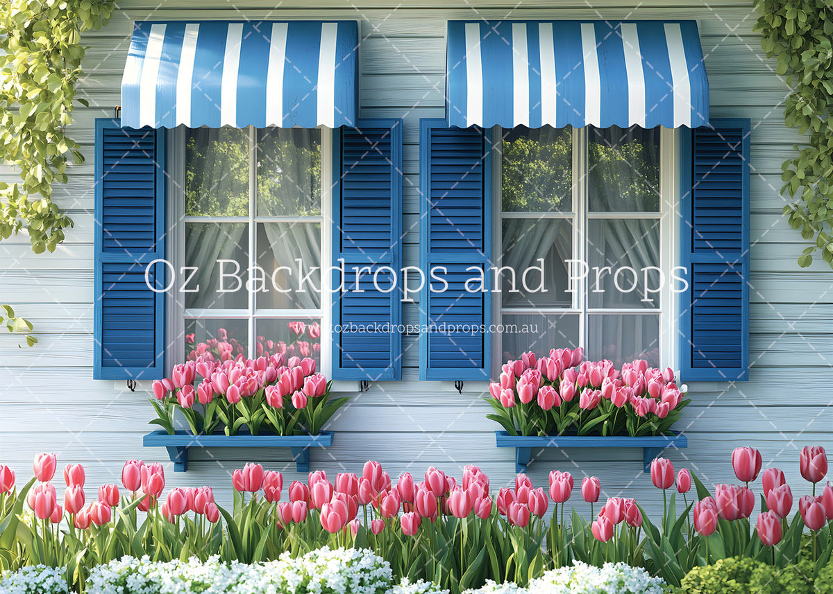 Blue Shutter Tulips