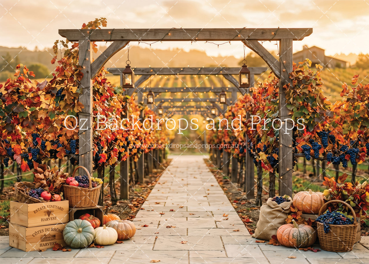 Fall Vineyard