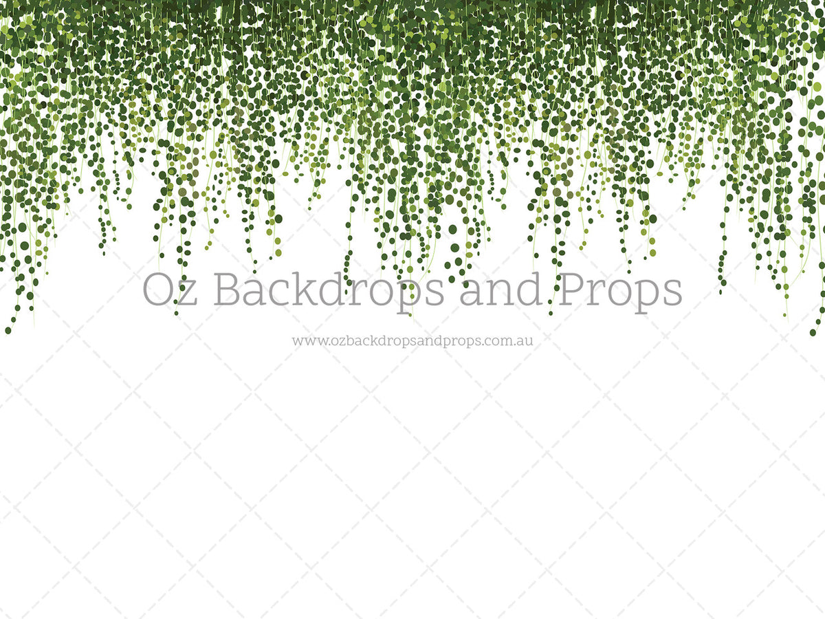 Hanging Ivy