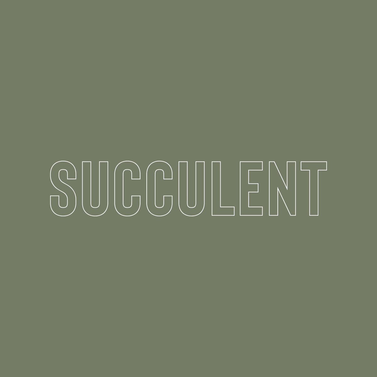 Succulent